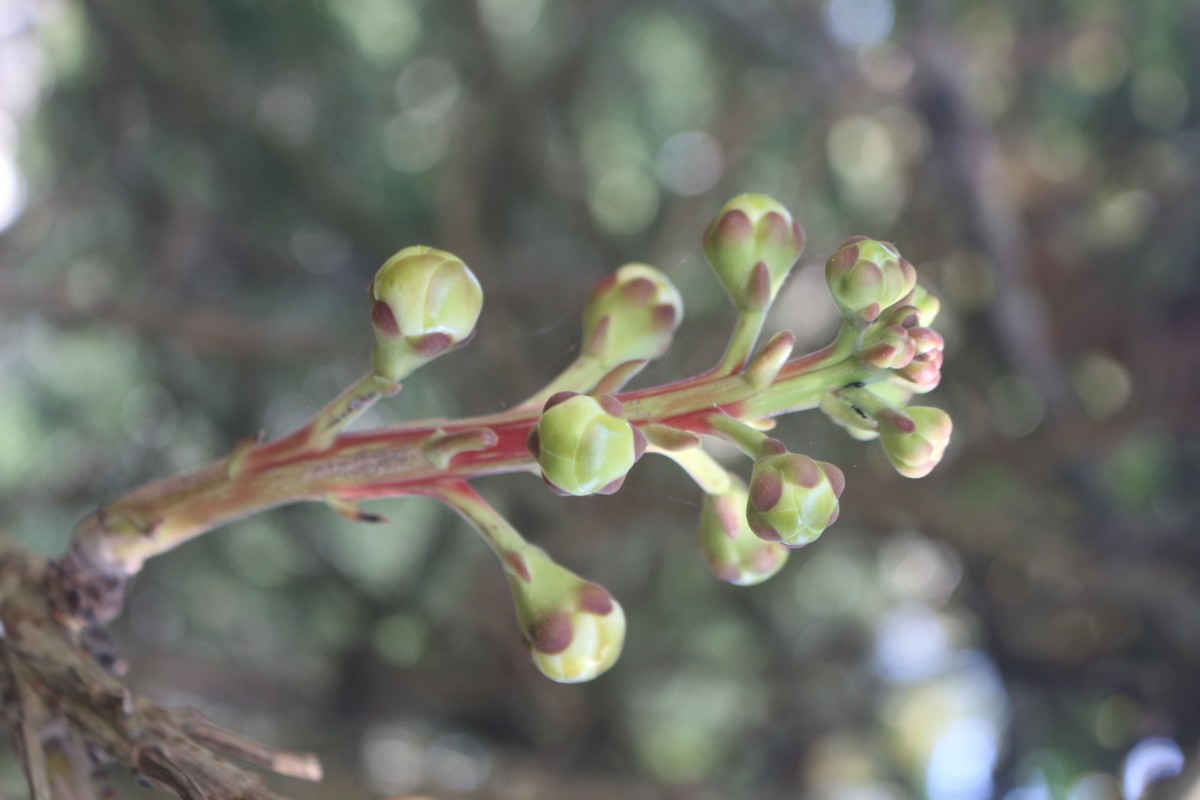 Couroupita guianensis Aubl.